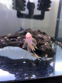 Super red long fin sub adults for sale