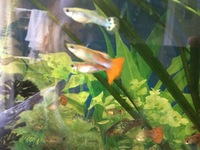 guppies guppys guppy tropical fish platies platy