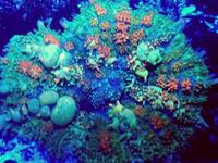 Corals