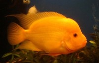 Wanted  LARGE or JUMBO "RED DEVIL CICHLID" (Midas cichlid)