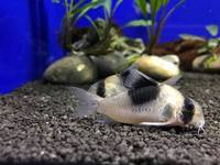 Huge selection of Corydoras Catfish in stock @ The Aquatic Store Bristol 01.10.17