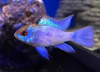 Superb quality tank bred Mikrogeophagus Ramirezi - Ram Cichlids in stock @ The Aquatic Store Bristol 01.10.17