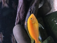 African Cichlid