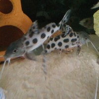 Synodontis Multipunctatus X2 £20