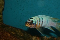 K&C RIFT VALLEY CICHLIDS NORTHWEST  NEW SHIPMENT 