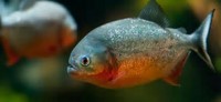 Red Bellied Pirhanna Stunning x 10 - 10cm (approx)