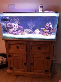 Live rock, Marine fish, Inverts in Fluval Marine fish tank set up