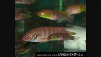 Wallaceochromis rubrolineata pair & thorichthys ellioti