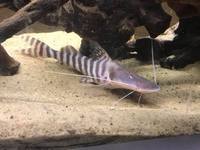 10-12 INCH TIGRINUS