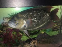 Giant red tail gourami