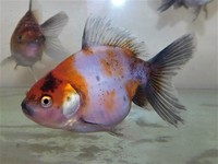 Beautiful Calico Oranda Fancy Goldfish