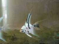 ><((((º> Four Grade A Manacapuru Marble Angel Fish. 6 month old fish for only £1.60 each ><((((º> Leyland