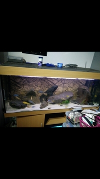 African malawi mbuna cichlids for sale