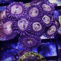 Various corals for sale