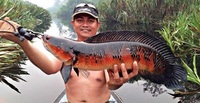 SUPER RED SNAKEHEAD EMPEROR CHANNA MARULIODES