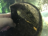 2x golden nugget plecos