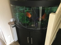 Juwel Tringo 190L Bowfront Aquarium Full Setup For Sale £195