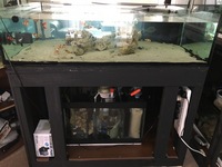 Professional Coral Tank full Setup For Sale £325