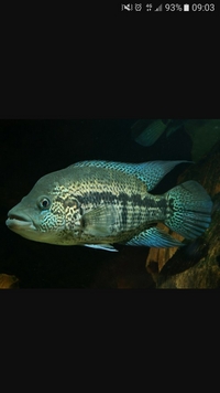 Wolf cichlid