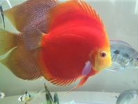 Warwickshire Discus Sales Ltd