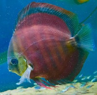 Number of discus for sale open to offers