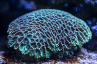 LARGE CORALS, FISH AND LIVE ROCK FOR SALE- TANK SHUT DOWN