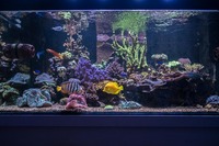 LARGE CORALS, FISH AND LIVE ROCK FOR SALE- TANK SHUT DOWN