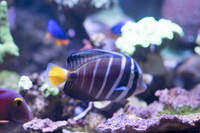 LARGE CORALS, FISH AND LIVE ROCK FOR SALE- TANK SHUT DOWN