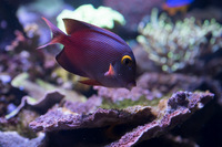 LARGE CORALS, FISH AND LIVE ROCK FOR SALE- TANK SHUT DOWN