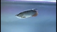 24K Gold Arowana