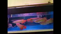 IN STOCK NOW SUPER RED ASIAN AROWANA FROM INDONESIA PLANET AROWANA