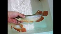 IN STOCK NOW SUPER RED ASIAN AROWANA FROM INDONESIA PLANET AROWANA