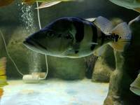 Various large Predator Fish; Dorado, Bass, Arowana,