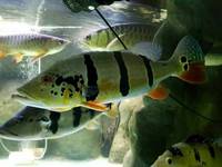 Various large Predator Fish; Dorado, Bass, Arowana,