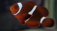 Maroon clown Banggai cardinalfish claki clown and other fish