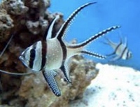 Maroon clown Banggai cardinalfish claki clown and other fish