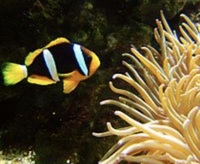 Maroon clown Banggai cardinalfish claki clown and other fish