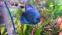 four mixed young adult discus for sale