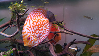 four mixed young adult discus for sale