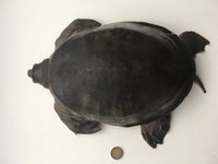 Carettochelys insculpta