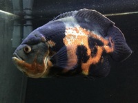 Oscar Cichlid Approx 13” - £30