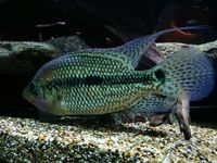 UMBEE CICHLIDS