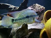 UMBEE CICHLIDS