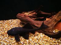 ADONIIS PLECO