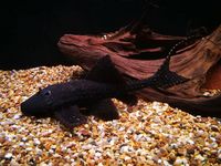 ADONIIS PLECO