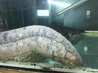 80cm lungfish RARE