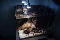 marine aquarium with full equipment