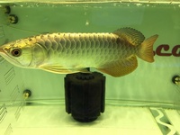 AAA FULL HELMET 24 K CROSSBACK AROWANA