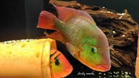 FESTAE, RED TERROR CICHLIDS