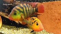 FESTAE, RED TERROR CICHLIDS